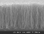 Vertically Aligned Carbon Nanotube in NH3 Environment
